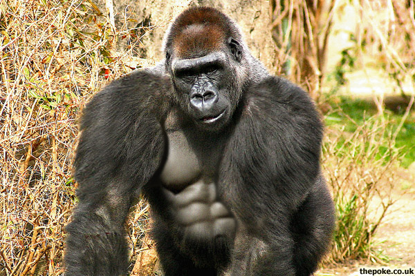 Widespread steroid abuse' amongst zoo gorillas - The Poke