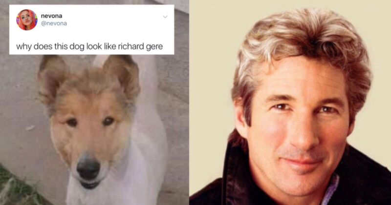 Richard gere shop bull terrier