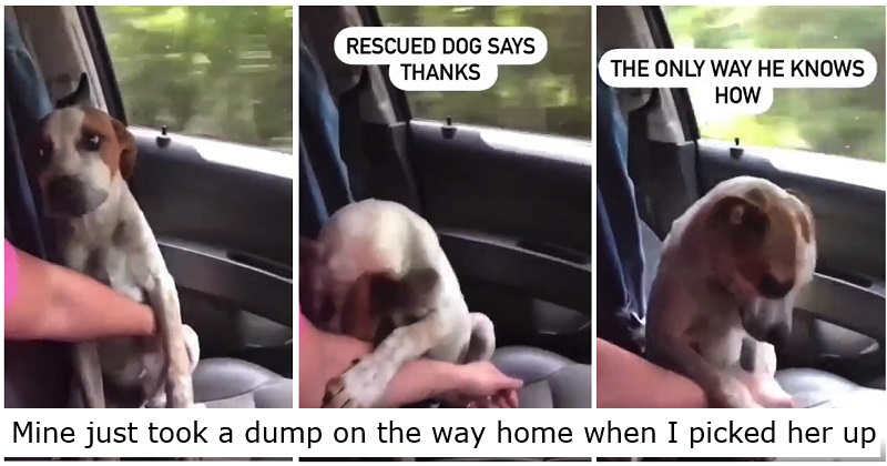 The affectionate gesture of this newly adopted dog is giving people feelings