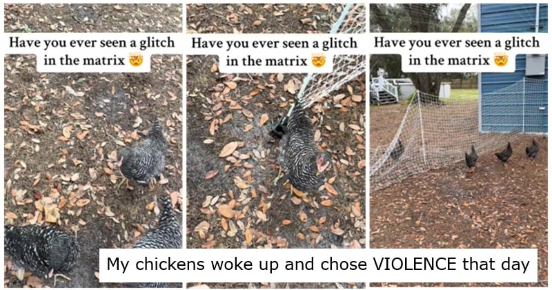 There's been a glitch in the Matrix - and these chickens are the proof ...