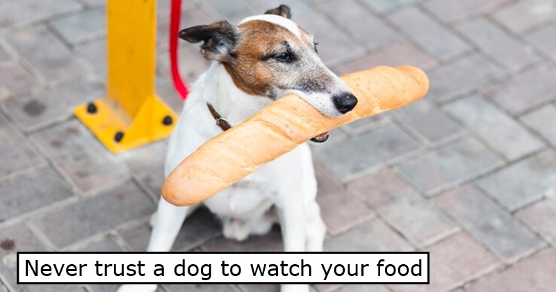 Never trust a dog to watch your food