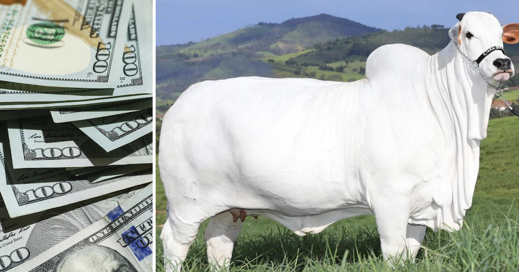 The world's most expensive cow sold for $4.8m and the entire internet said  the same thing - The Poke