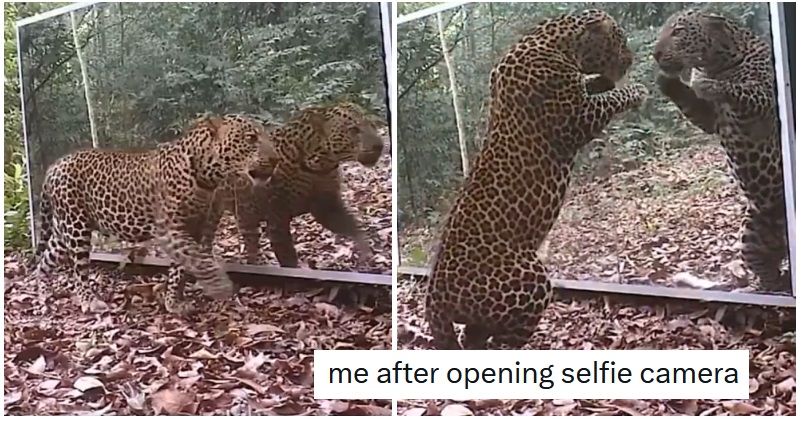 Proof that even big cats are just like pet cats when they spot a strange kitty in the mirror