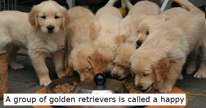 A group of golden retrievers is called a happy