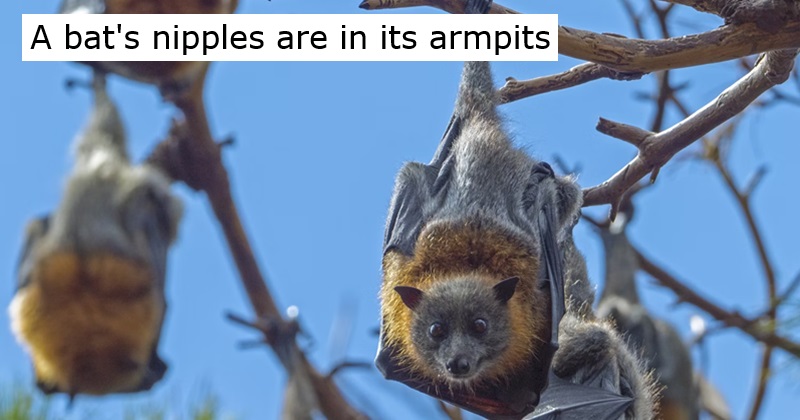 A bat's nipples are in its armpits