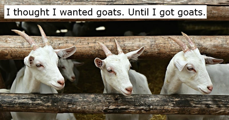 I thought I wanted goats. Until I got goats.