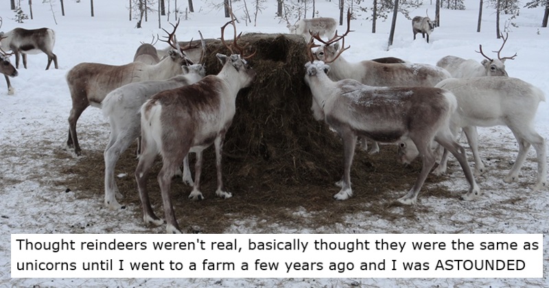 Thought reindeers weren't real, basically thought they were the same as unicorns until I went to a farm a few years ago and I was ASTOUNDED